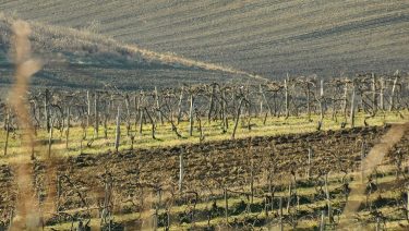 Szőlőtőkék tolnai ültetvényen