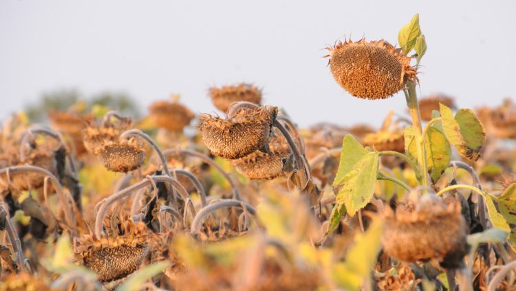 A klímaváltozás új pályára tereli a hazai növénytermesztést