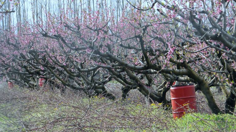 Fagyvédelmi eszköz gyümölcsültetvény tavasszal