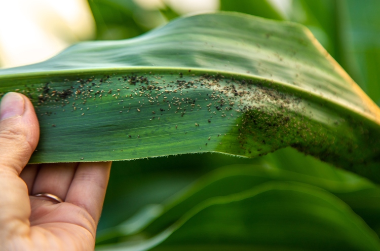 kukorica levéltetű