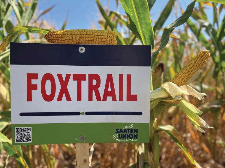 SU Foxtrail kukorica