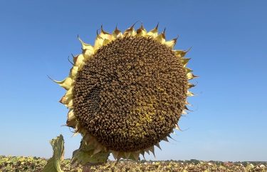 StingerSU_napraforgo