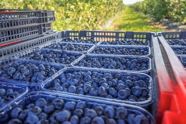 áfonya termesztés klíma