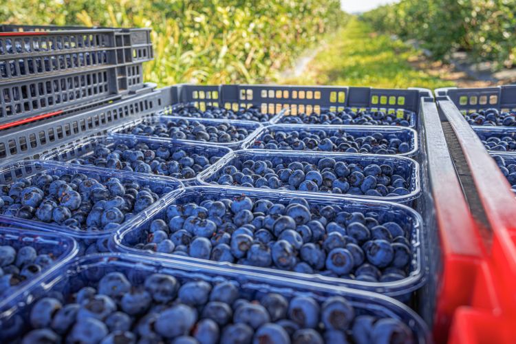 áfonya termesztés klíma