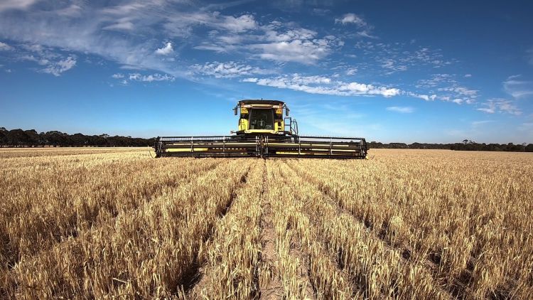 Rengeteg árpát és búzát aratnak az ausztrálok