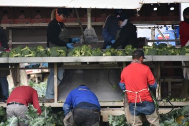 brokkoli betakarítás