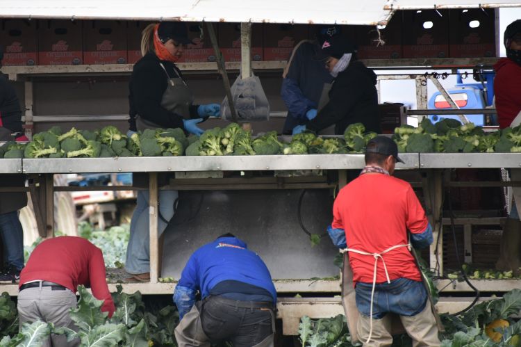 Hollandia megkéri a környezetkímélő zöldségtermelés árát