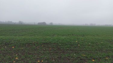 búzavetés novemberi állapot