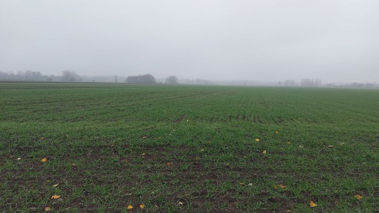 búzavetés novemberi állapot