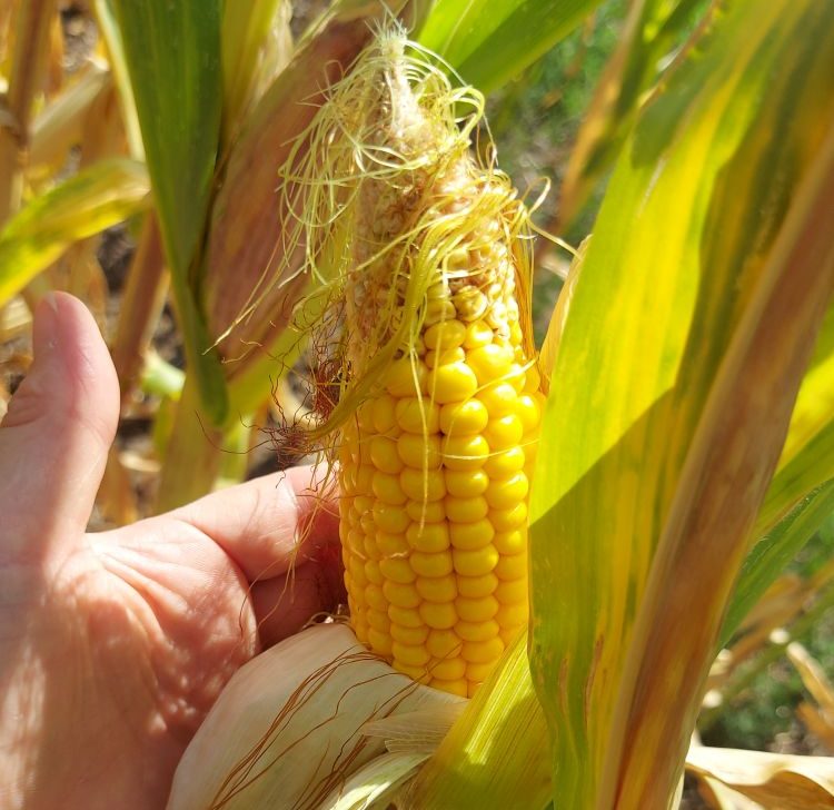 gyenge termékenyülés kukorica