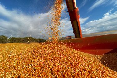 kukorica betakarítás