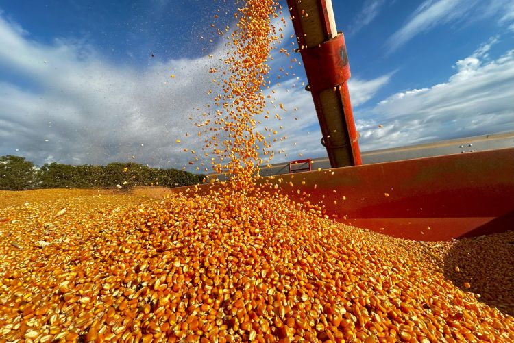 kukorica betakarítás