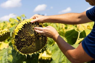napraforgó Syngenta