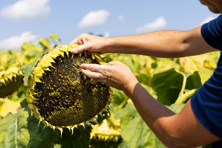 Szezonzárás: aszály, gyenge termés, technológiai áttörések