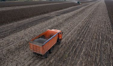 teherautó napraforgó