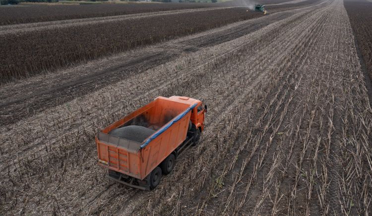 Az évtized legrosszabb napraforgótermését aratja Ukrajna