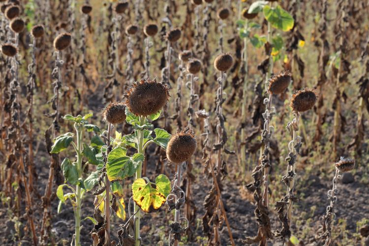 Ha ez így megy, nemcsak az orosz búzával lesz gondunk