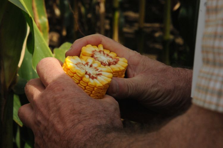 Kukoricakörkép: miért mondunk le róla, és miért nem?