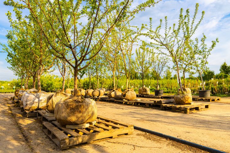 Gyümölcsfák telepítése