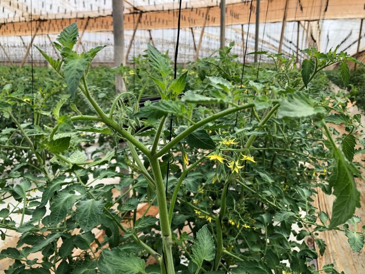 paradicsom üvegház