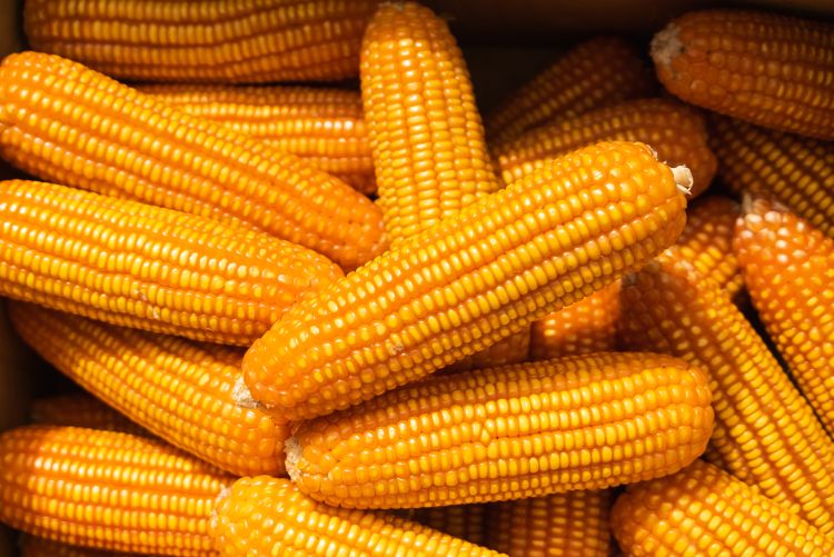 kukorica