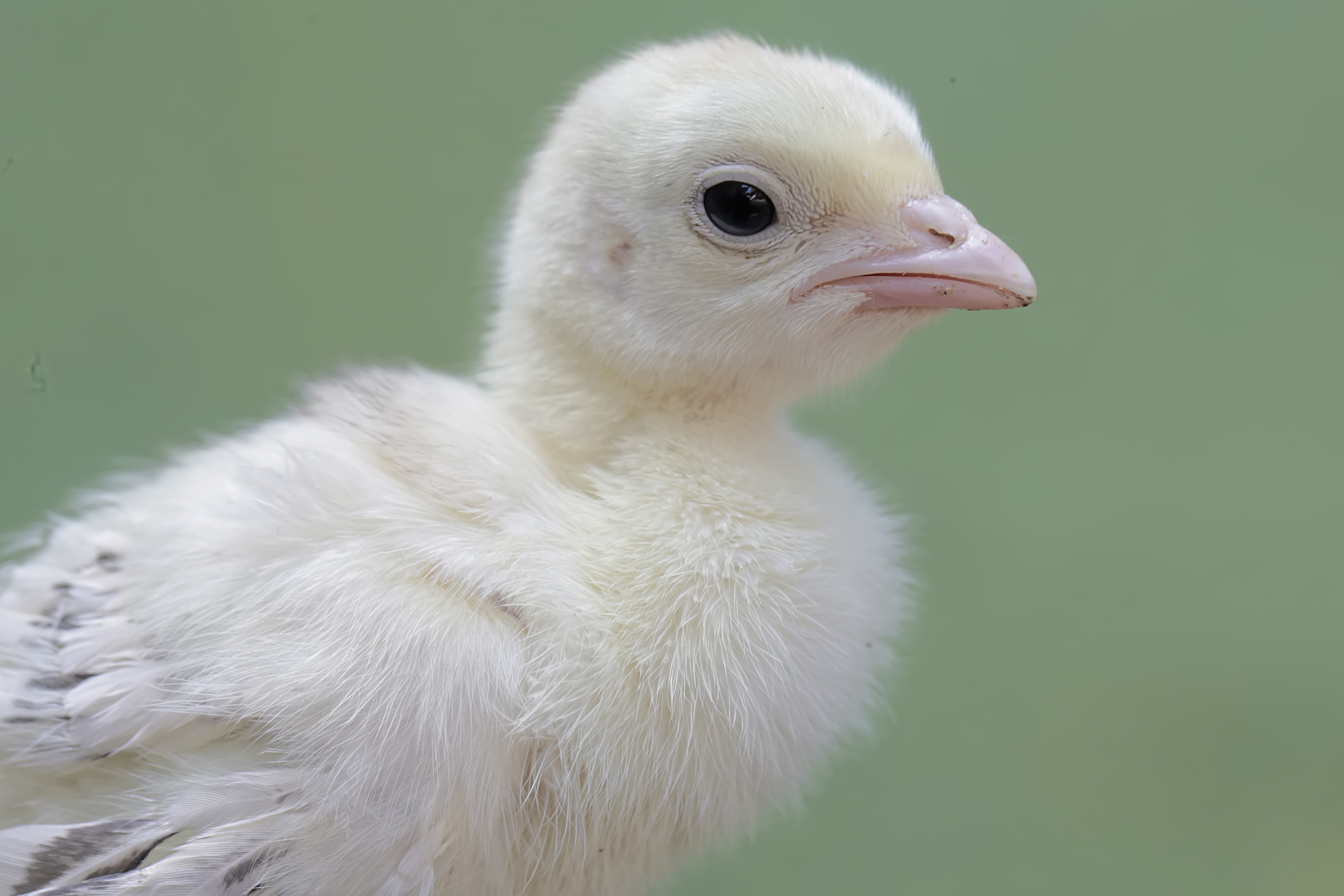 Már nem a növénytermesztés a húzóágazat?