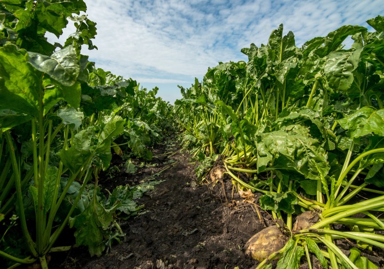 A cukorrépa titkos élete– így termel cukrot a növény