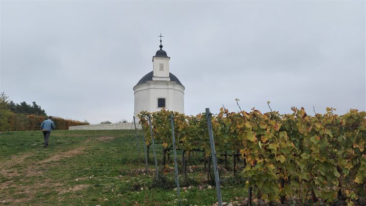 szőlő ültetvény ősz