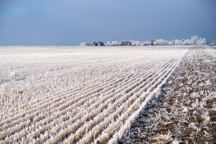 deres búza tarló aratás