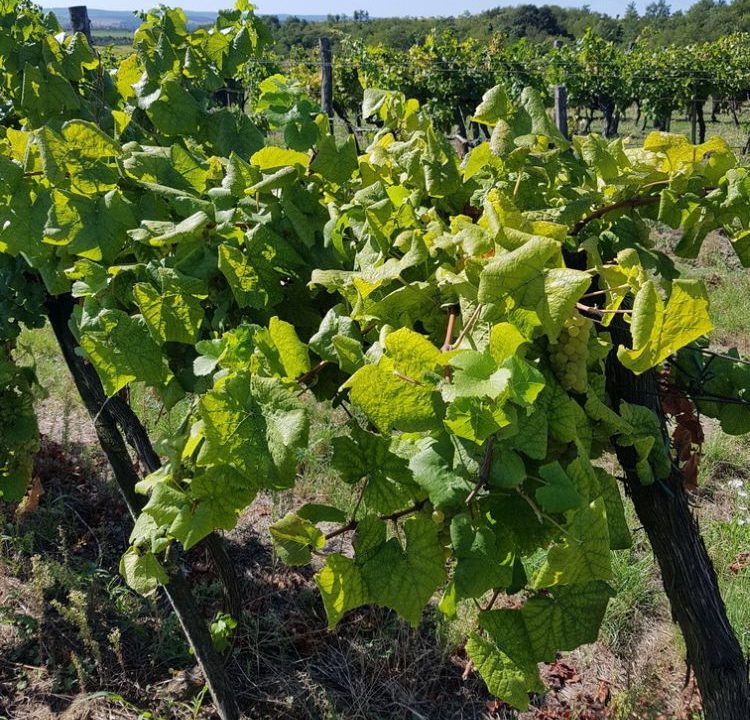 tünet a fehér bogyójú szőlőben