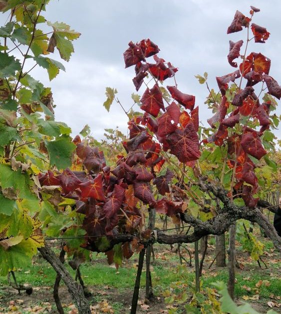 tünet a kék bogyós szőlőfajtáknál