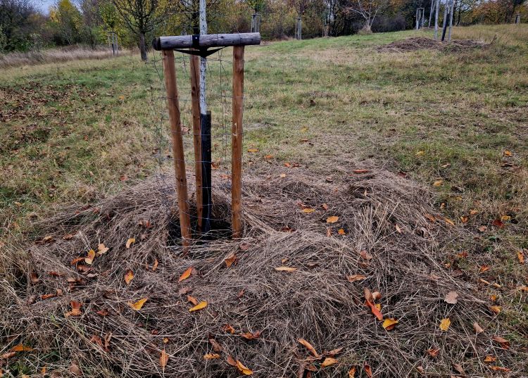 kerülendő a gyümölcsfaj azonos helyre történő újratelepítése