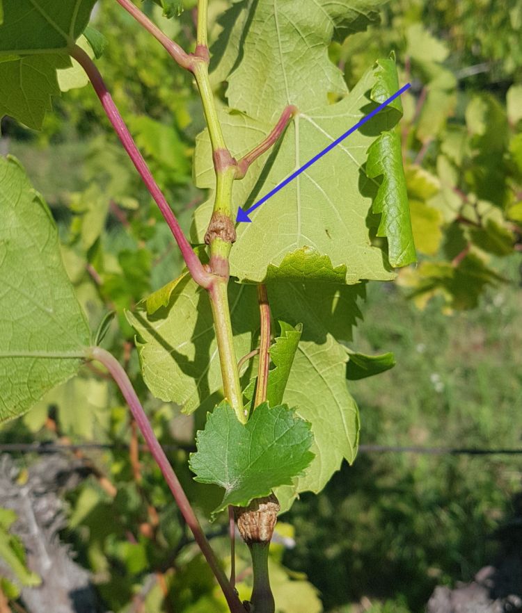 az amerikai bivalykabóca kártétele szőlőben