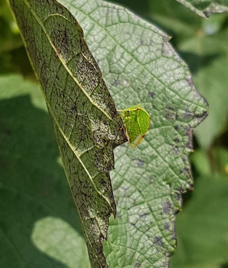 Az amerikai bivalykabóca-imágó is repül, így terjeszti a vírust