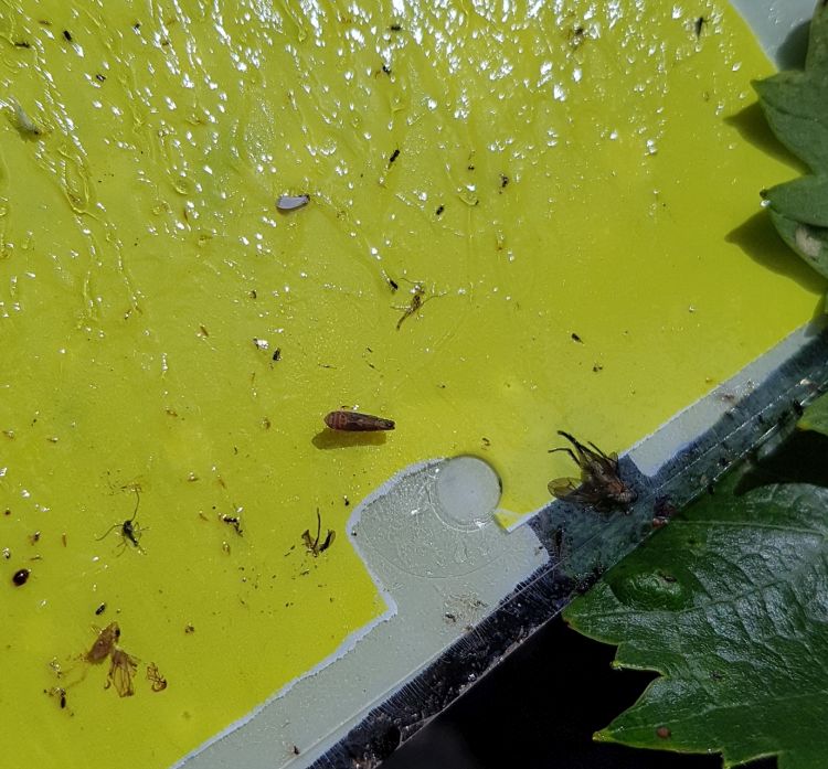 a szőlőben is fontos az előrejelzés, sárgalapos előrejelző