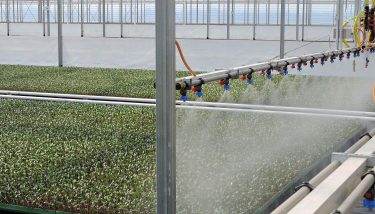 Paradicsom-üvegházi logisztika Dél-Magyarországon