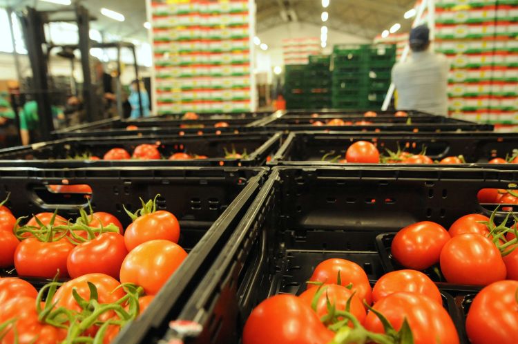 Paradicsom, csomagolás előtt, a DélKerTÉSZ szentesi üzemében