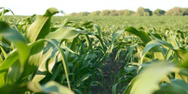 egészséges kukoricatábla