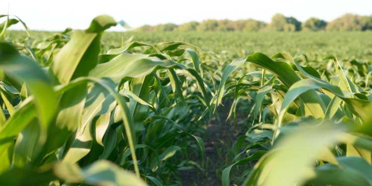 Biológiai készítményekkel a termésbiztonságért