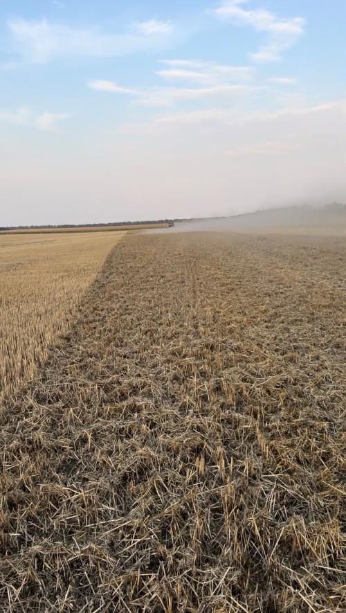 Cultro – szalma terítés