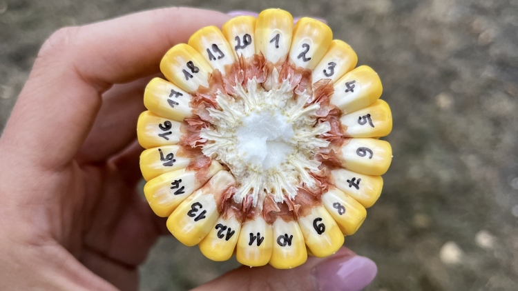 Itt a bizonyíték: létezik a megbízható kukorica