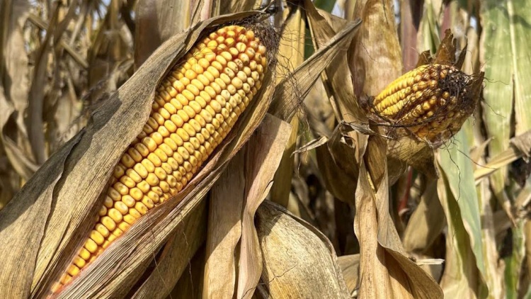 Stressztűrő kukoricák – koraitól a silóig