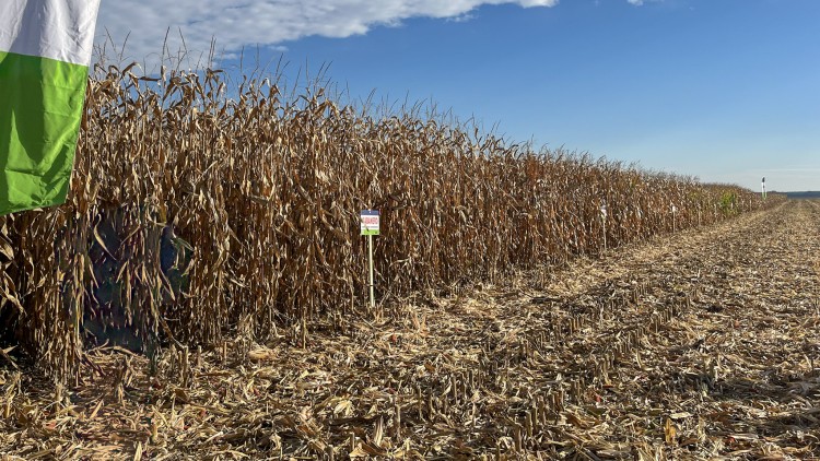 Egy új kukorica, amit melegben is melegen ajánlunk