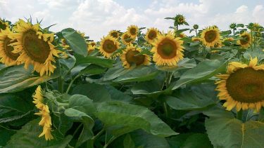 SAATEN-UNION napraforgó