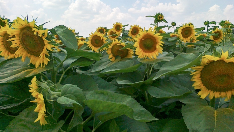 Ígéretes új napraforgók bővítik a kínálatot