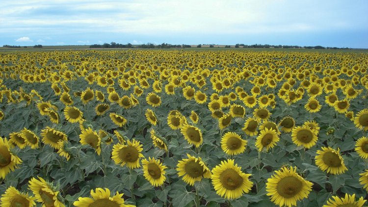 Napraforgóink megalapozzák a hatékony termesztést