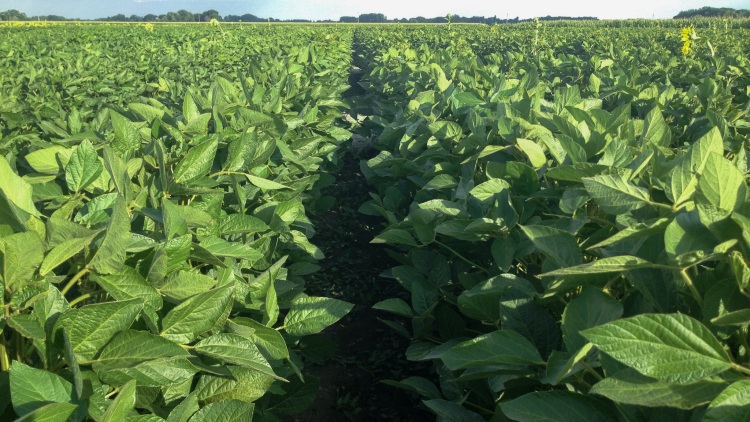 Bővül a közkedvelt korai szóják szegmense