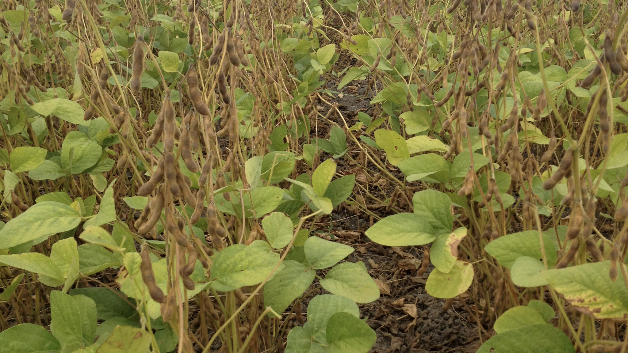 A vetésforgó legjobb barátja a szója