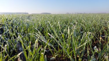 Az ukrán búzatermelésében még óriási potenciál rejlik (fotó: Horizont Média)