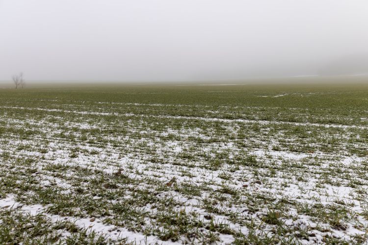 Nocsak, 600 ezer hektárral csökkent az orosz búzaterület
